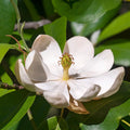 Sweetbay Magnolia Tree Live Plant for Planting, Magnolia Plant Live 8 to 14 Inches Tall, in Quart Pot, White Magnolia Bush Fragrant Magnolia Flowers