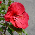 2 Red Hibiscus Plants Live 5-9" in Tall, Hardy Hibiscus Tree Live Plant Year-Round Blooming, No Pot, Outdoor Perennial Planting