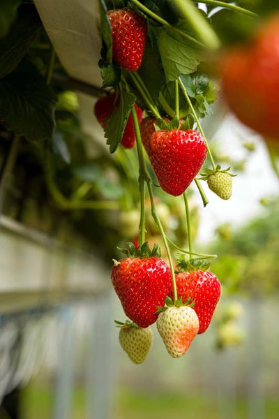 Ozark Strawberry Plants Live for Planting Outdoors, Fragrant 10 Bareroots, Large Sweet Fruit, Well Rooted, Bare Root Strawberry Plants, Everbearing Strawberry Plants