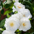 Fragrant Rose Plant Live in Pot, Reblooming Roses Bush for Outdoor Garden (White Rose)