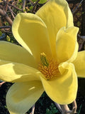 Magnolia Tree Live Plant, Magnolia Flowers Bush, 6-12 Inches Tall, in Pot, Fragrant Magnolia Shrub Ready to Grow (Yellow Bird Magnolia)