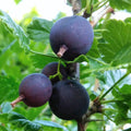 1 Black Velvet Gooseberry Plant Live for Planting, 5-9 Inc Tall, Black Gooseberry Bush Live Plant, Gooseberry Shrub Starter Plant