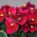 Red African Violets Live Plants in Pots, Live African Violet Plants House Plant for Indoor Outdoor Décor, 4" Pot, Well-Rooted and Year-Round Blooming