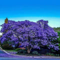 Purple Blue Jacaranda Tree Live Plant Potted, 8 Months Old Jacaranda Mimosifolia Plants for Outdoor Planting, 8 to 10 Inc Tall from Bottom Pot, Well Rooted Seedling