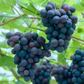 Grape Vine Live Plant to Grow 1-2 Year Old, Sweet Grape Plant Live for Growing, Grape Fruit Well Rooted Plant Bareroot (Concord Grape)
