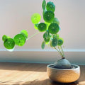 Stephania Cephalantha Live Plant, 3.5-4" Caudex with Sprouts, Rare Hardy Caudex Succulent Houseplant for Indoor Growing and Home Décor