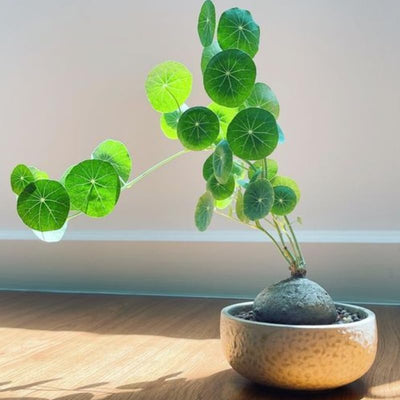 Stephania Cephalantha Live Plant, 3.5-4" Caudex with Sprouts, Rare Hardy Caudex Succulent Houseplant for Indoor Growing and Home Décor