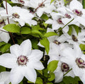 Clematis Vine Plant Live for Planting, Clematis Plants Live, 4 to 6 Inch Tall, 2.5 Inc Pot Well Rooted, Clematis Seeds Perennial, White Clematis