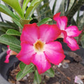 Pink Desert Rose Plant Live, Adenium Desert Rose Flowers, Perennial Flowers Succulent Plant, Vibrant Bloom, 4 to 7 Inch Tall, Well Rooted