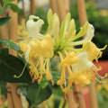 Yellow White Climbing Honeysuckle Plant Live, Fragrant Honeysuckle Plants Vine Bushes in 2.5 Inch Pot