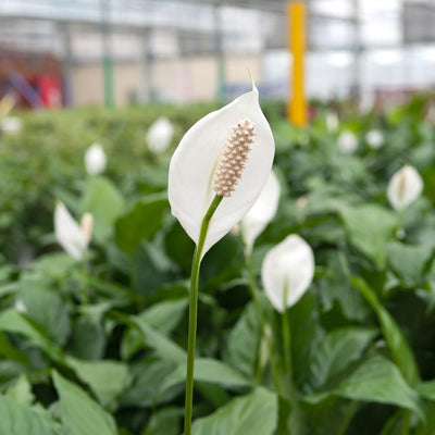 Live Peace Lily Plant, Live Indoor Flowering Houseplant, White Flower, 5-9 Inches in Height, 4 Inch Pot for Planting