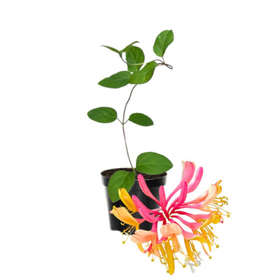 Honeysuckle Plant Live for Planting, Lonicera Honeysuckle Vine, Very Hardy, in 2.5 Inc Pot, Fragrant Pink Yellow Bloom