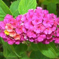 2 Rose Lantana Plants Live Trees, Ready to Bloom, Hardy Long Blooming Seasons, Vibrant Colorful Perennial Fragrant, 5-10" in Tall, Full Sun Growing