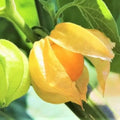 Cape Gooseberry Live Plant, 7-10" Tall in 4 Inch Pot, Sweet Golden Berry Fruit Plant for Garden