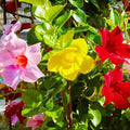 Set 2 Mix Mandevilla Live Plants, 5-9" Tall Mandevilla Plant Potted, Well Rooted Perennial Flowers Shrub Plants, Ornamental Plants for Outdoors