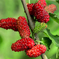 1 Red Mulberry Plant Live 8 to 14 Inc Tall, Quart Pot, Mulberry Tree Live Plant, Sweet Mulberry Fruits Seedlding for Planting Your Graden