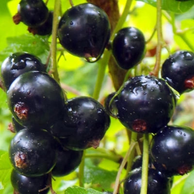 Consort Currant Bush Live Plant, Black Currant Plant Live to Grow 5-9 Inch Height, Sweet Currant Berry Fruit