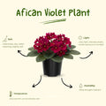 African Violet Live Plant in 4 Inch Pot, Flowering Houseplant, Easy Care Indoor Plant with Vibrant Blooms (Red African Violet)