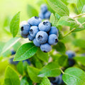 Common Blueberry Plant Live for Planting, Blueberry Bushes for Planting, 4"-7" Cold Hardy Blueberries Southern Highbush
