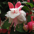 White Red Fuchsia Plants Live, Fuchsia Plants, 3 to 5" Tall Starter Plug, Hardy Perennial Flowers Plant for Planting, Hanging Basket, Colorful Plant