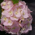 Well-Rooted Hydrangea Live Plant in 2.5 Inch Pot, Hydrangea Tree Shrub Bush Perennial Outdoor Planting (Pink to White)