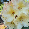 Big 1 Gallon Yellow to White Or Apricot Rhododendron Plants Live, 1-3 Years Old Azalea Plants Live Shrubs Bushes for Planting, Very Well Rooted