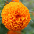 Marigold Plants Live, Marigold Flowering Plant 3-5'' Tall, 2 Plants per Pot, Zones 9-11