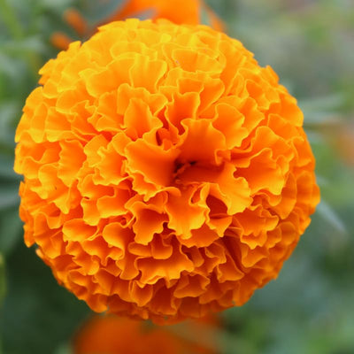 Marigold Plants Live, Marigold Flowering Plant 3-5'' Tall, 2 Plants per Pot, Zones 9-11