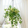 2 Variegated Wandering Jew Plants Live Houseplants, Rooted Cuttings Tradescantia Live Plant for Décor, Fast-Growing and Easy to Grow, Starter Size