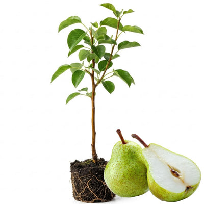 Pear Live Plant, Sweet Crisp Fruit Tree, 6-10 Inch Tall