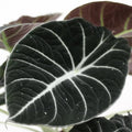 2 Black Velvet Alocasia Plants Live Houseplant for Indoor Outdoor Growing, 4 to 8 Inches Tall, Rare and Hardy