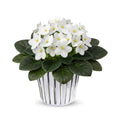 White African Violets Live Plants in Pots, Live African Violet Plants House Plant for Indoor Outdoor Décor, 4" Pot, Well-Rooted and Year-Round Blooming