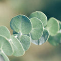 Baby Blue Eucalyptus Live Plant, Live Eucalyptus Plant, Eucalyptus Plant Live, Live Eucalyptus Tree, Live Eucalyptus Plant Indoor, 4 to 8 Inc Tall
