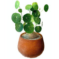 Stephania Cephalantha Live Plant, Caudex with Sprouts, Rare Hardy Caudex Succulent Houseplant for Indoor Growing and Home Décor
