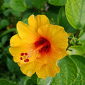 2 Red Yellow Hibiscus Plants, 3-5 Inch Tall Starter Plants - Live Hibiscus Flower Plants for Outdoor Garden, Patio, and Container Growing