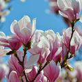 Magnolia Tree Live Plant for Planting, Magnolia Flowers Bush 6 to 12 Inches Height, in Pot, Fragrant Magnolia Shrub (Jane Magnolia)
