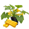Set 2 Squash Plants Live for Planting, Yellow Zucchini Plants Live for Planting, Vegetable Plant 4 Inches Pot
