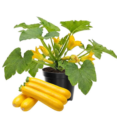 Set 2 Squash Plants Live for Planting, Yellow Zucchini Plants Live for Planting, Vegetable Plant 4 Inches Pot