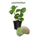 White Pink to Green Hydrangea Live Plant 4" Pot, Hydrangea Shrub Flower Plants for Outdoor or Indoor Planting, Change Color Perennial Plant