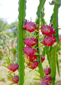 Dragon Fruit Plant Live 3 to 6 Inc Tall for Growing Outdoors, Delicious Large Sweet Fruit
