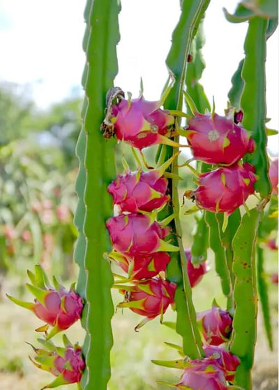 Dragon Fruit Plant Live 3 to 6 Inc Tall for Growing Outdoors, Delicious Large Sweet Fruit