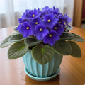 African Violets Plant Live in 4'' Pot, Fast-bloming Indoor Outdoot Flowering Plant with Vibrant Blooms (Blue African Violet)