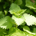 3 Stinging Nettle Plants Live Herb Bareroot for Planting, 3 Well-Rooted Plants