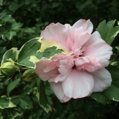 Pink Rose of Sharon Plant Live 4 Inch Container, Hardy Hibiscus Plant Live, Althea Hibiscus Syriacus Flowers