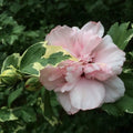 1 Pink Rose of Sharon Plant Live 4 Inch Pot, Hibiscus Plant with Stunning Flowers, Pink Althea Hibiscus Syriacus