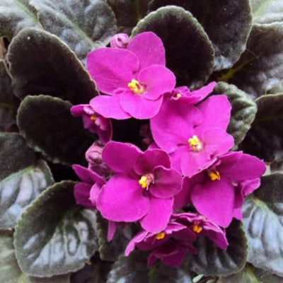 African Violet Live Plant in 4 Inch Pot, Flowering Houseplant, Easy Care Indoor Plant with Vibrant Blooms (Pink African Violet)