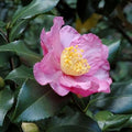 Camellia Plants Live, Rare Camellias Tree Live Plant, Vibrant Flower Shrub, Well-Rooted in Pot, Indoor Outdoor Flowering Zones 7-10 (Deep Pink)