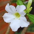 Desert Rose Plant Live, White Adenium Desert Rose Plant, 5 to 7 Inches Long, Cactus Succulent Plant Perennial Flowering