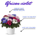 Random Blooms African Violets Live Plants in Pots, Live African Violet Plants House Plant for Indoor Outdoor Décor, 4" Pot, Well-Rooted and Year-Round Blooming
