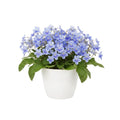 Streptocarpus Plant Live, Ladyslipper Primrose Flowering Houseplant in 3.25 Inch Pot, Indoor Blooming Plants for Planting, 4-8 Inches